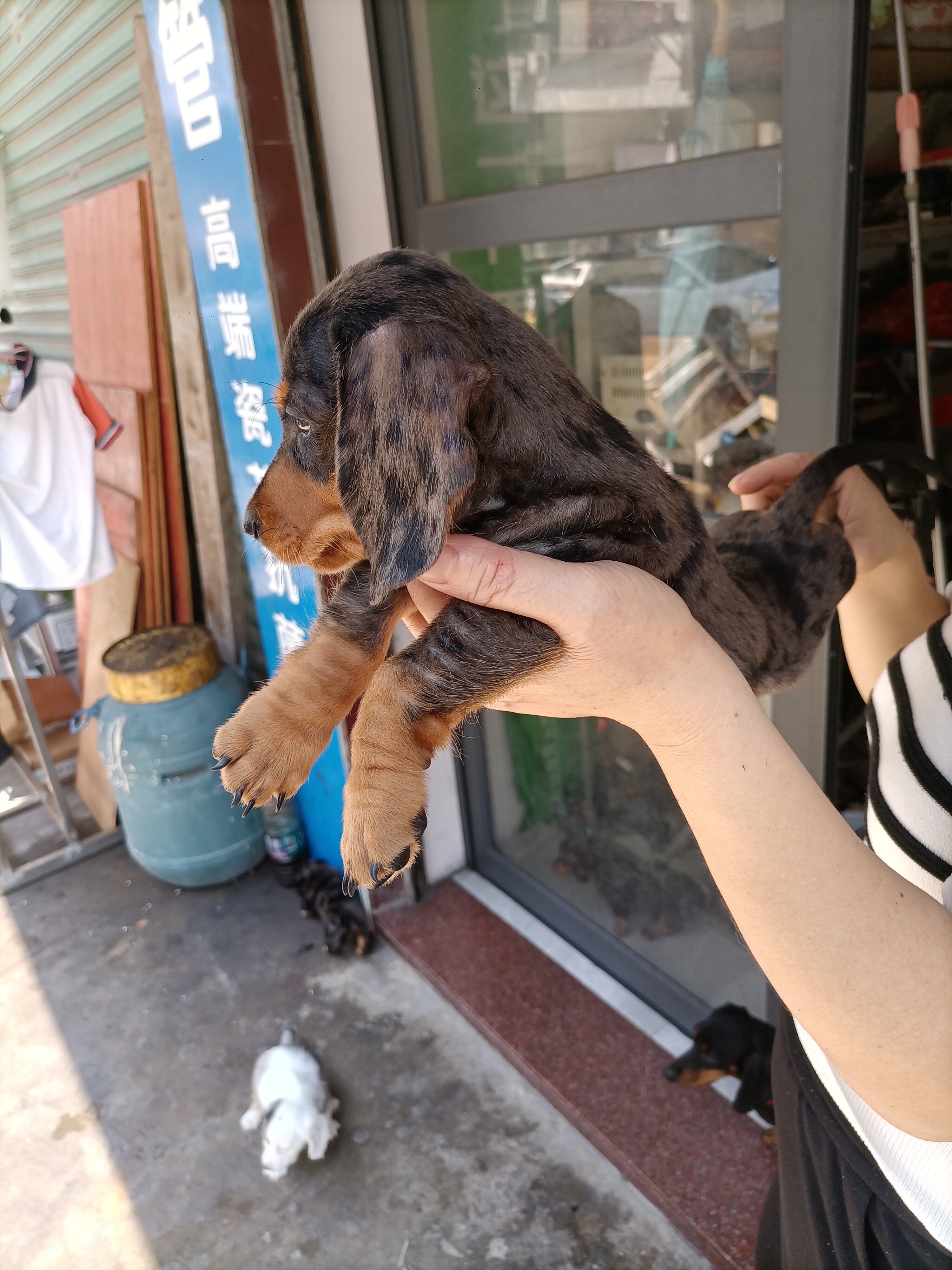精品迷你体陨石腊肠犬。超值享受，健康活泼！疫苗做齐。不讲价！诚实守信卖家